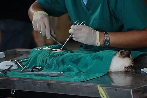 UWI Pet care and specialist surgeries clinic