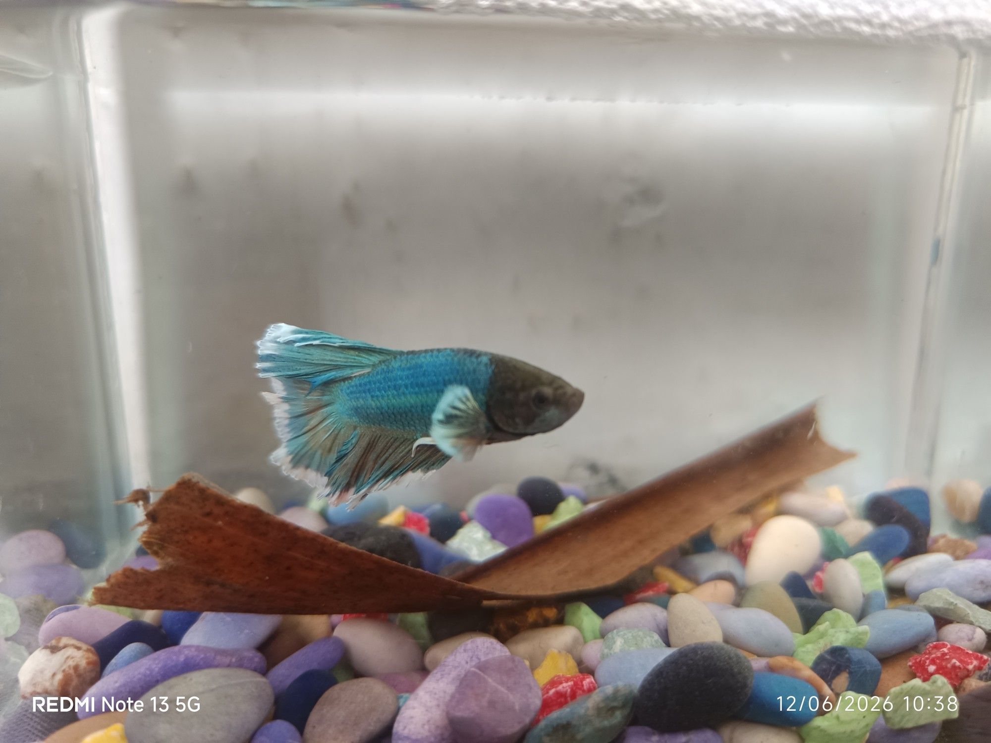ikan cupang