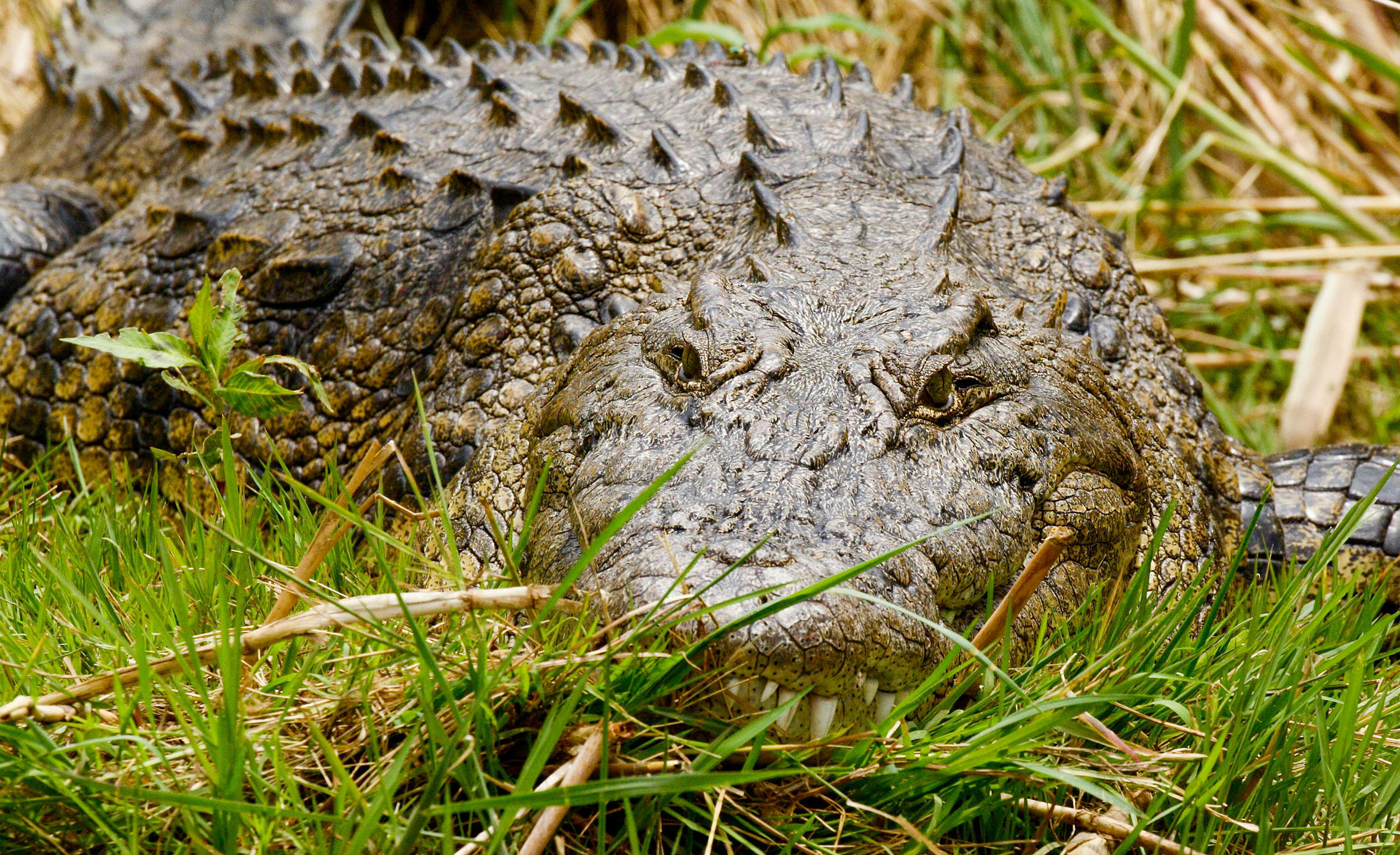 Crocodile in the Okavango Delta