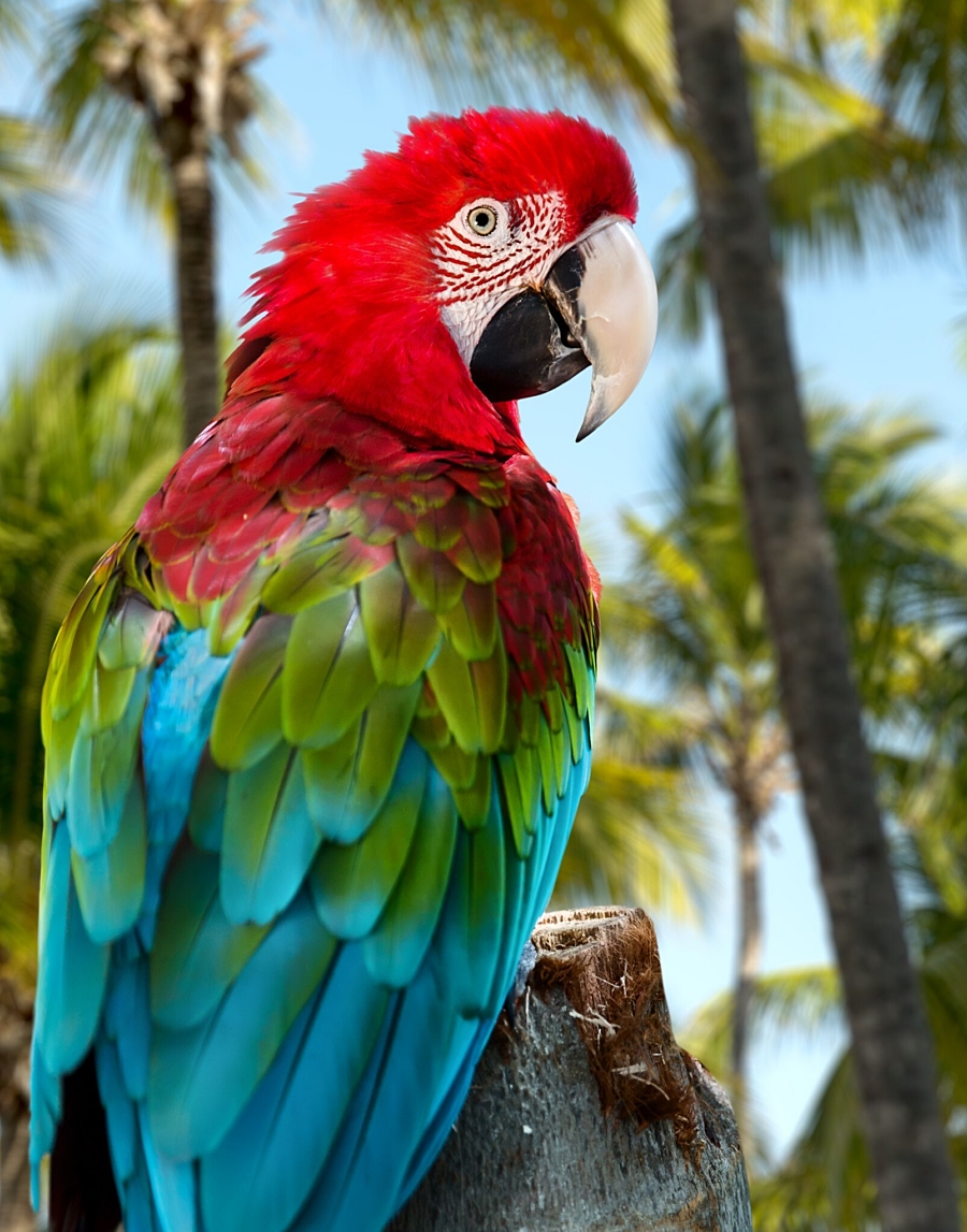 Dominicaanse Republiek Red Macaw