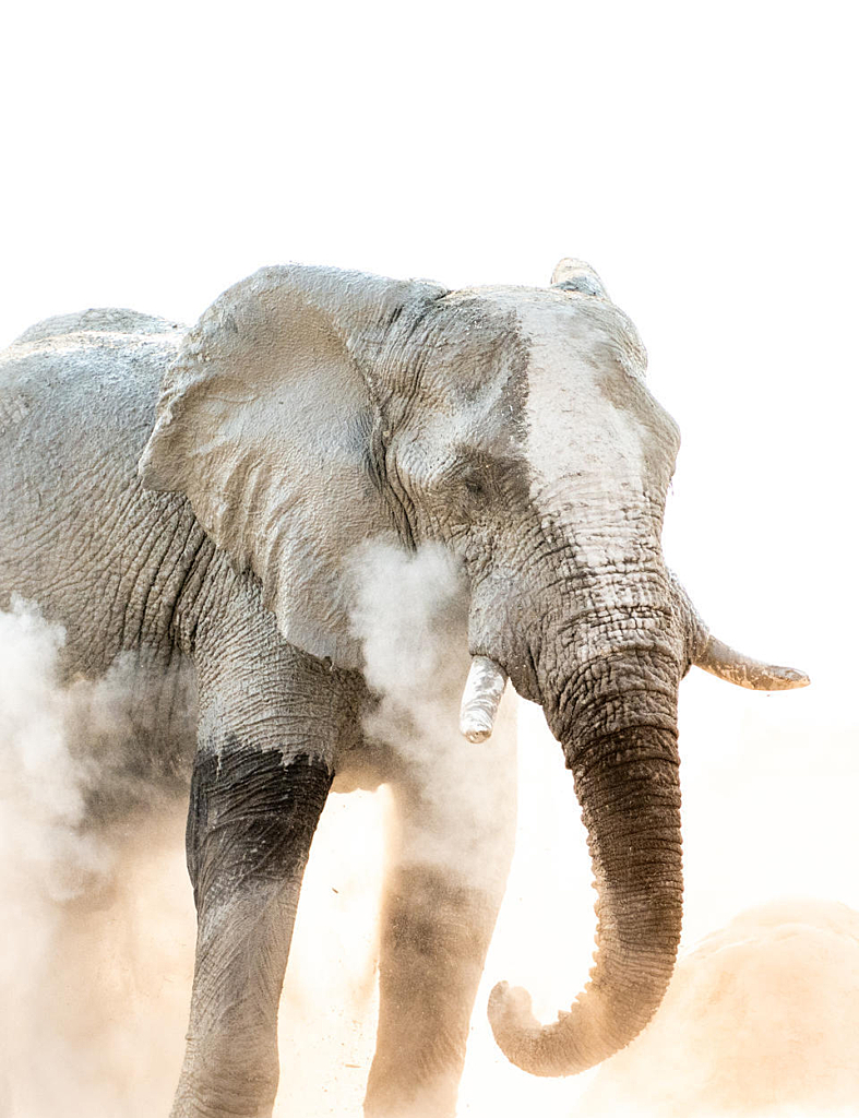 Nxai pan camp wildlife 11