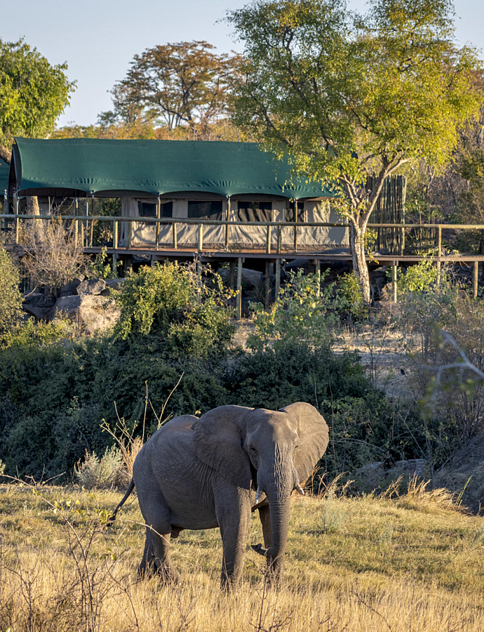 View of an elephant and the camp