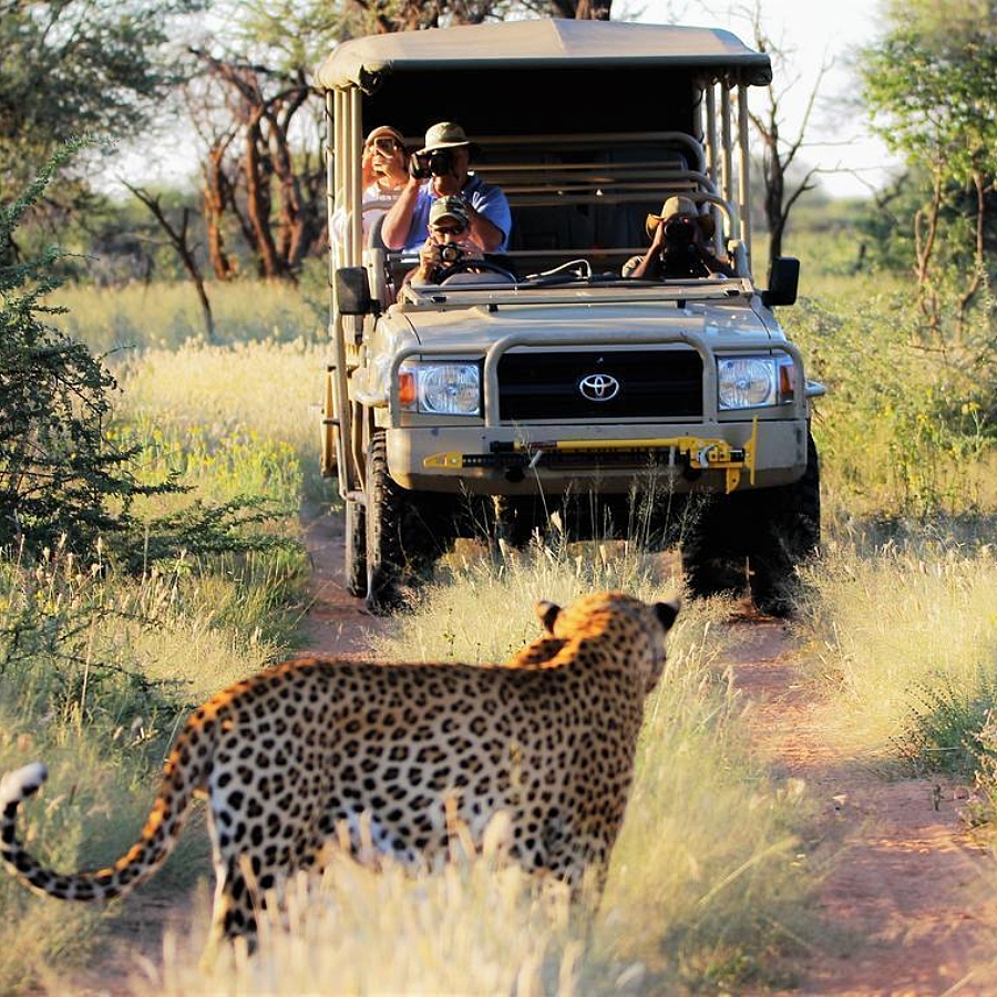 Leopard tracking okonjima