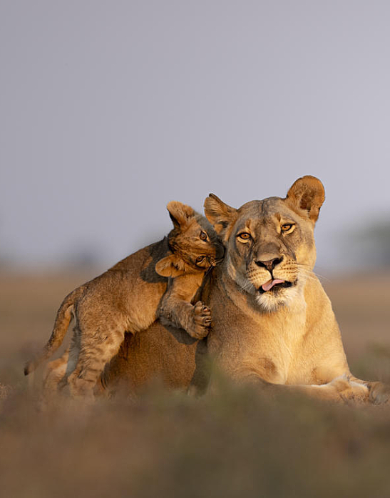 1739421851692 Wildlife 11
