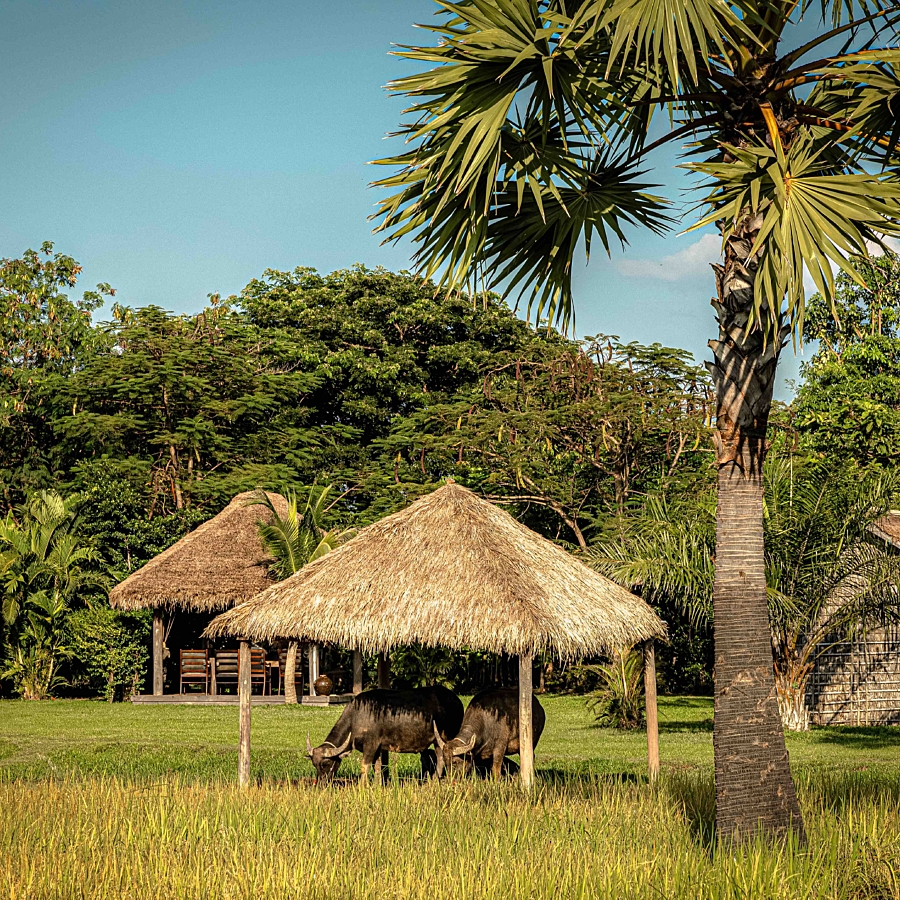 Zannier Phum Baitang Buffalo 2 Zannier Hotels
