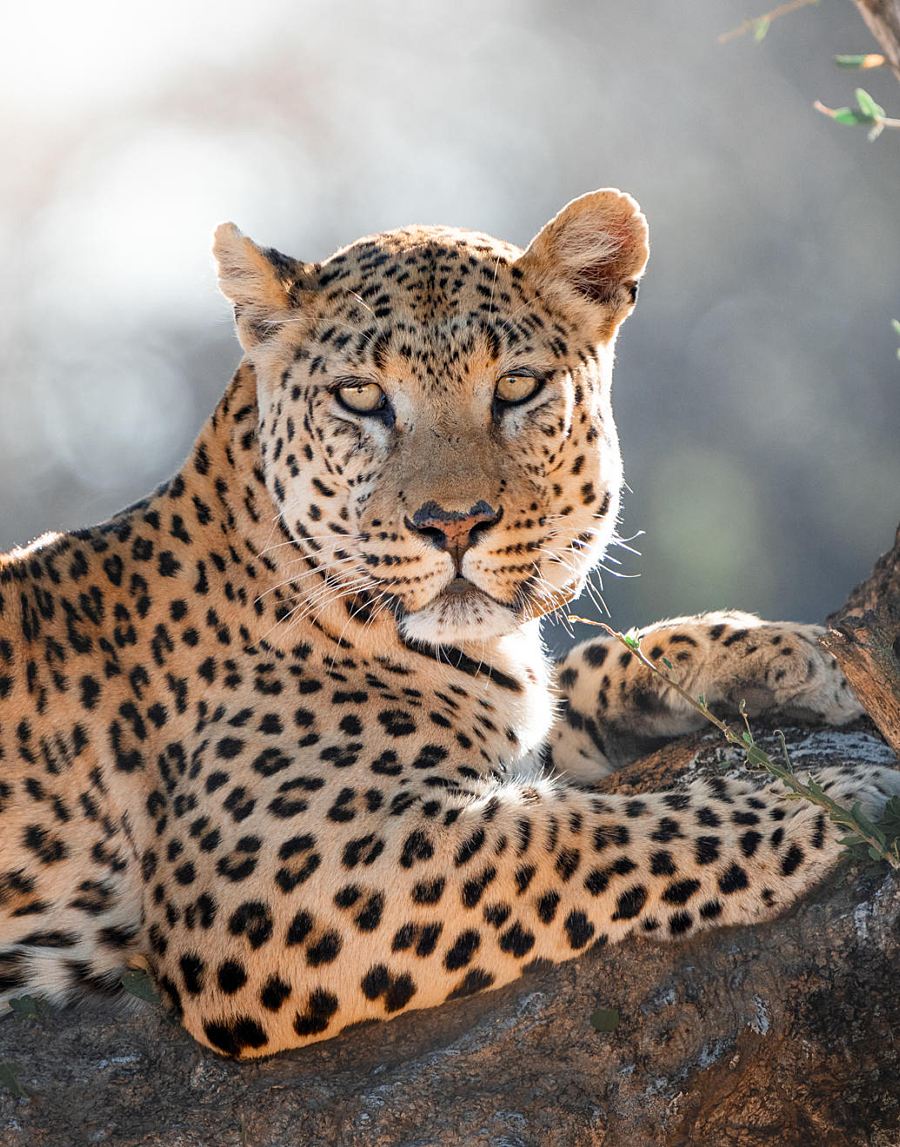 Leopard Tracking