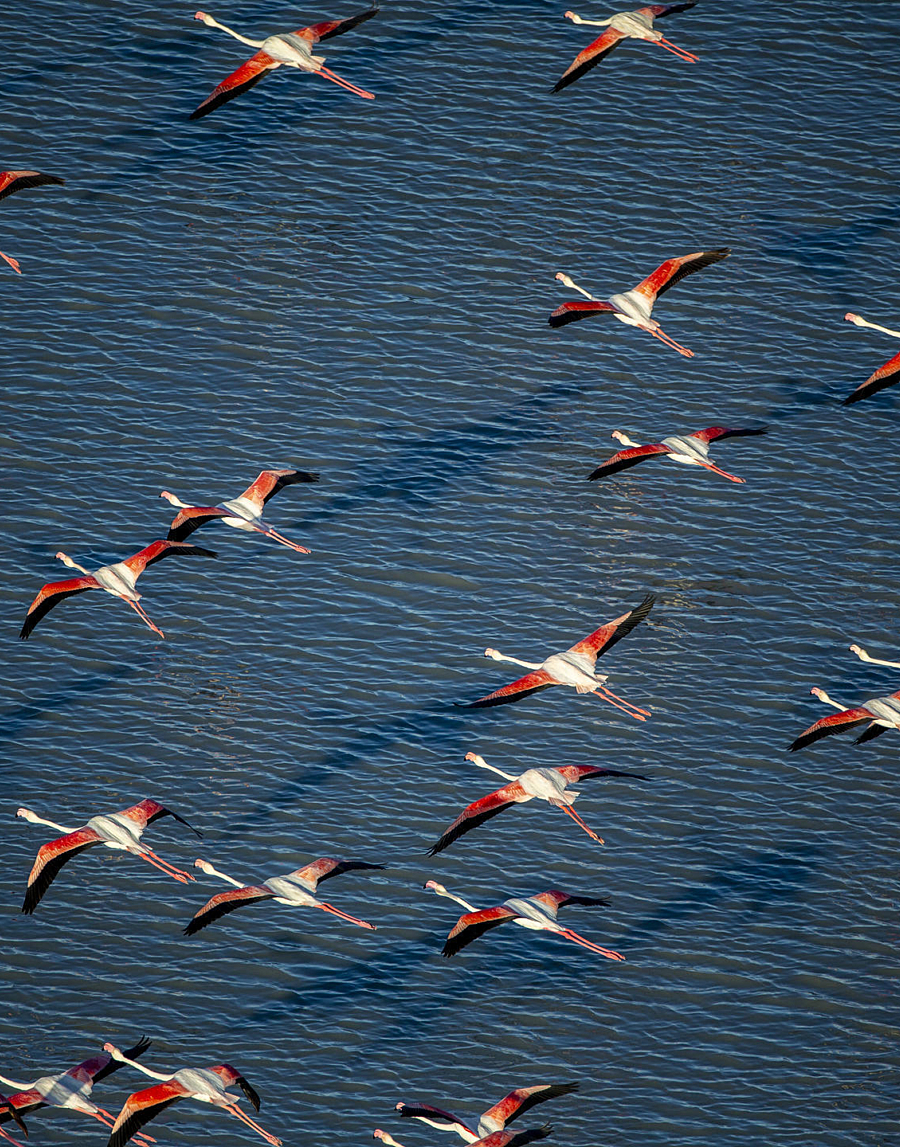 29 flamingo