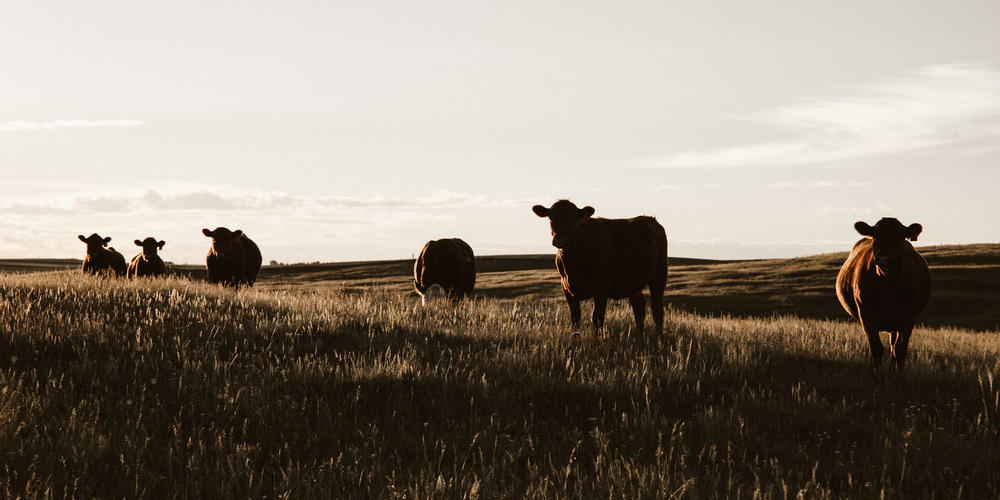 Colorado Agriculture And Development Authority Beginning Farmer Loan