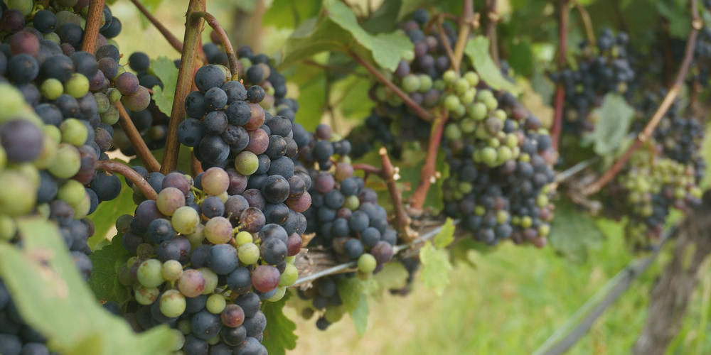 New York State Launches Grapevine Certification Program to Protect New  York's Grape Industry