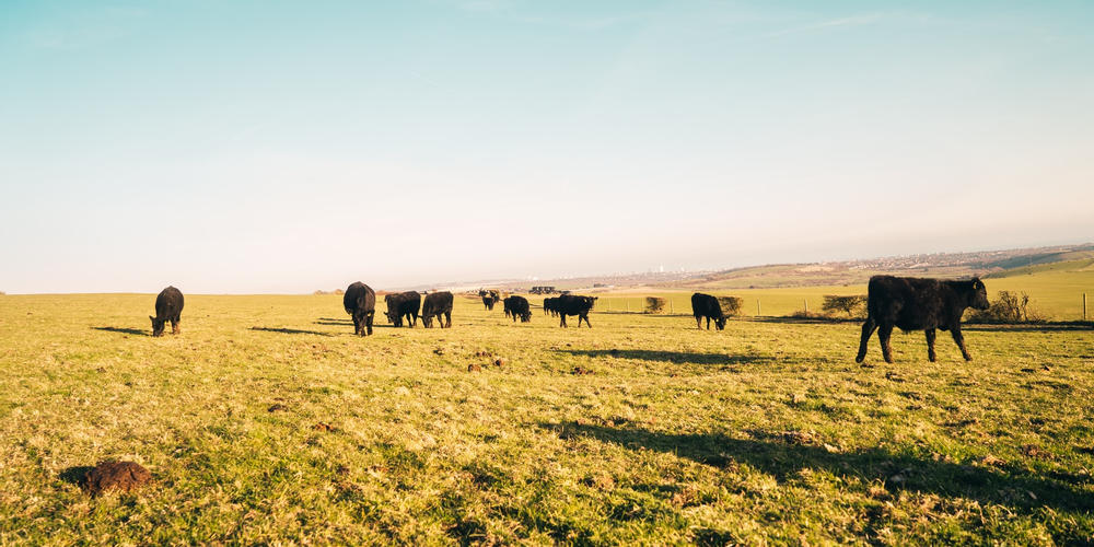 Utah Grazing Improvement Program Guide Ambrook