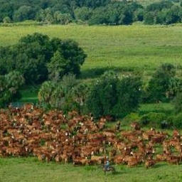 Florida Rural and Family Lands Protection Program (RFLPP) Guide - Ambrook