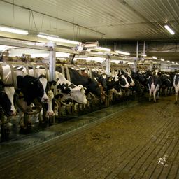 Cover photo for Delaware Dairy Loan Program