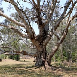 Cover photo for Tree Assistance Program