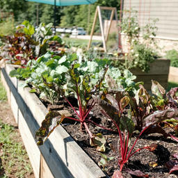 Cover photo for Urban Agriculture and Innovative Production Competitive Grants Program