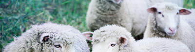 Cover photo for Livestock Conservancy Heritage Livestock Microgrant Program