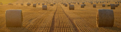 Cover photo for North Dakota Emergency Feed Transportation Assistance Program