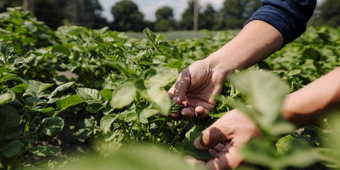 Cover photo for California Urban Agriculture Grant Program