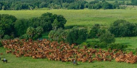 Cover photo for Florida Rural and Family Lands Protection Program