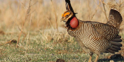 Cover photo for Lesser Prairie-Chicken Initiative