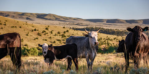 Cover photo for AgWest Farm Credit