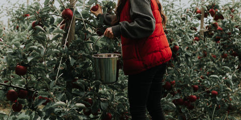 Cover photo for Northern New York Agricultural Development Small Grants Program