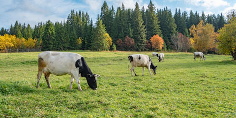 Cover photo for Vermont Pasture and Surface Water Fencing Program