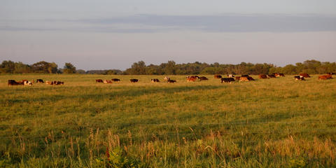 Cover photo for Minnesota AGRI Livestock Investment Grant
