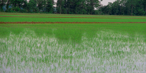 Cover photo for Supreme Rice's Climate-Smart Initiative