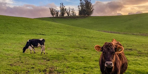 Cover photo for California Alternative Manure Management Practices Program