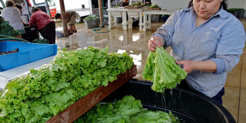 Cover photo for Massachusetts Agricultural Food Safety Improvement Program