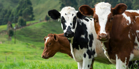 Cover photo for Biofuels PACE Program