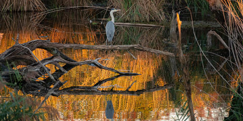 Cover photo for Bird Returns Delta Farmlands