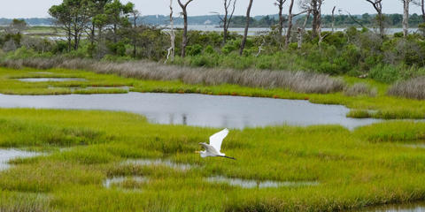 Cover photo for Bird Returns Wetlands