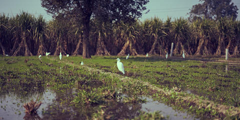 Cover photo for Bird Returns Colusa County Recharge 