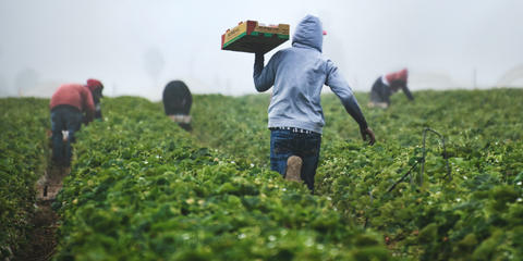 Cover photo for California Underserved and Small Producers Program