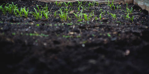 Cover photo for California Healthy Soils Program