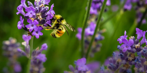 Cover photo for California Seeds for Bees Program