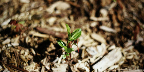 Cover photo for California San Joaquin Valley Agricultural Burn Alternatives Grant Program