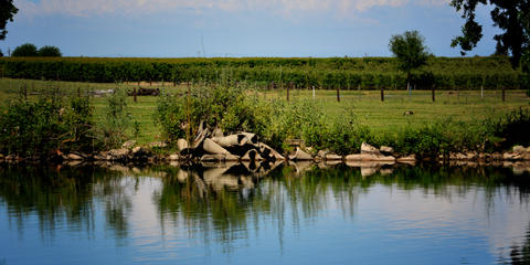 Cover photo for California Farmland Conservancy Program