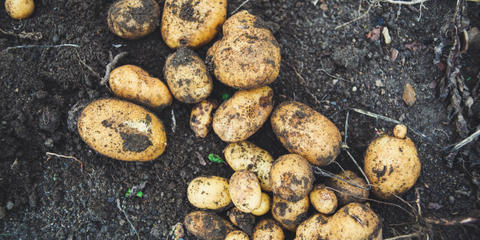 Cover photo for Colorado Specialty Crop Block Grant Program