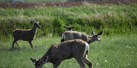 Cover photo for Colorado Saving Tomorrow’s Agricultural Resources Program