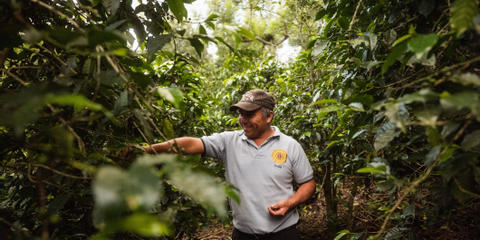 Cover photo for Coffee Conservation Pilot Project