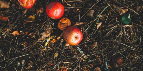 Cover photo for Composting and Food Waste Reduction Pilot Project