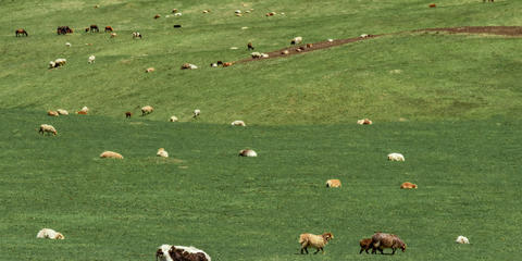 Cover photo for Conservation Reserve Program - Grasslands