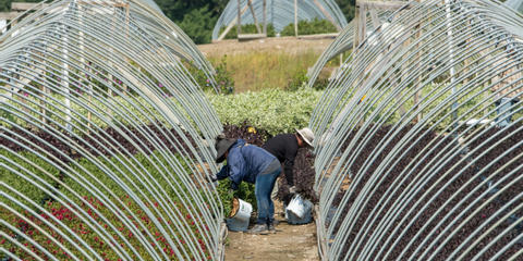 Cover photo for Connecticut Farm Viability Grant