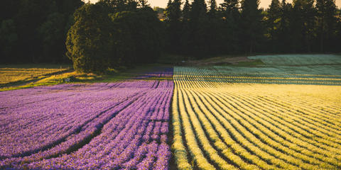 Cover photo for Oregon Specialty Crop Block Grant Program