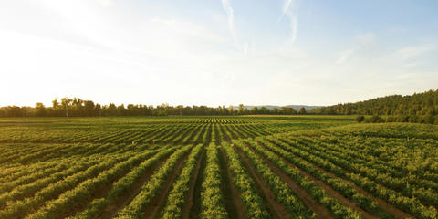 Cover photo for Illinois Finance Authority Beginning Farmer Bond Program