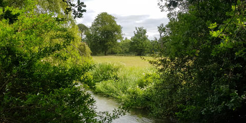 Cover photo for Delaware Buffer Incentive Program (Chesapeake Bay Watershed)