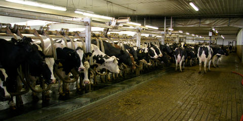 Cover photo for Delaware Dairy Loan Program