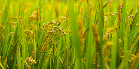 Cover photo for Delta Rice Conversion Program